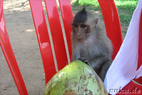 Affe mit Kokosnuss
