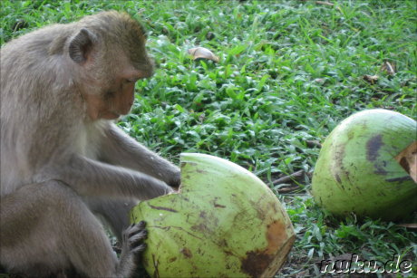 Affe mit Kokosnuss