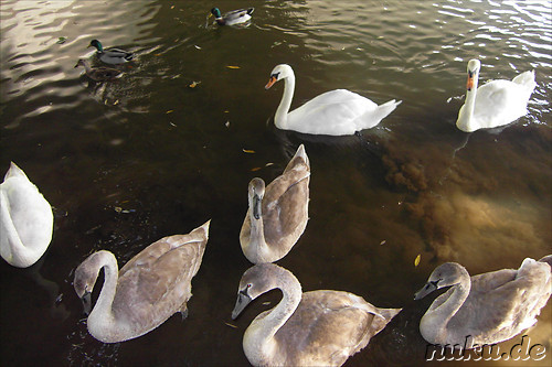 Am Woehrder See in Nuernberg