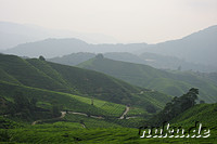 BOH-Teeplantage in den Cameron Highlands, Malaysia