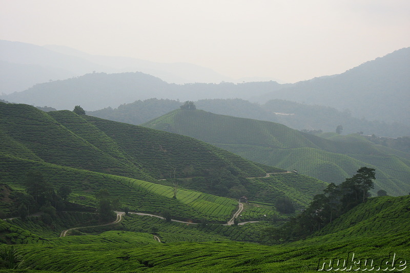 BOH-Teeplantage in den Cameron Highlands, Malaysia