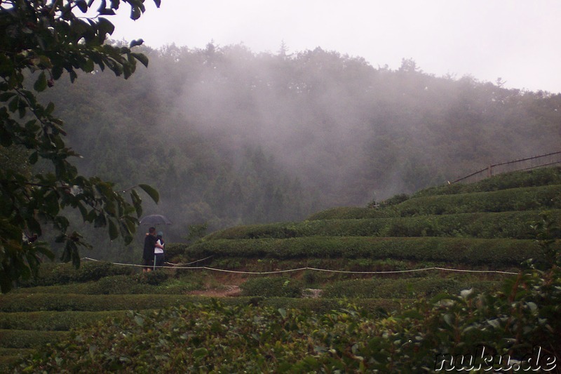 Boseong Teeplantage