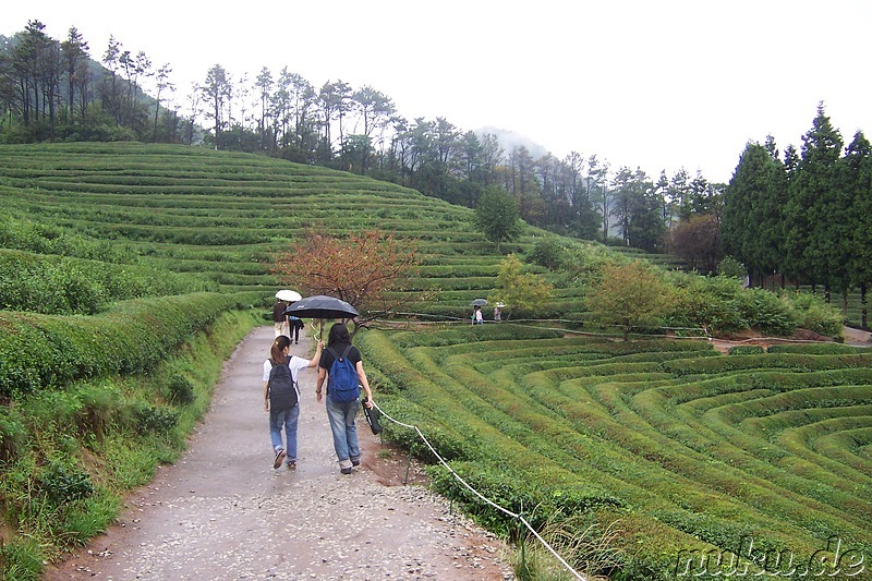 Boseong Teeplantage