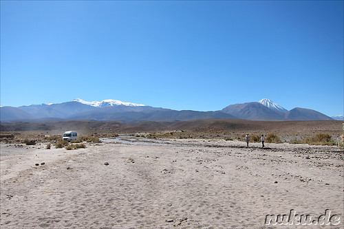 Cactus Valley in der Atacamawueste, Chile