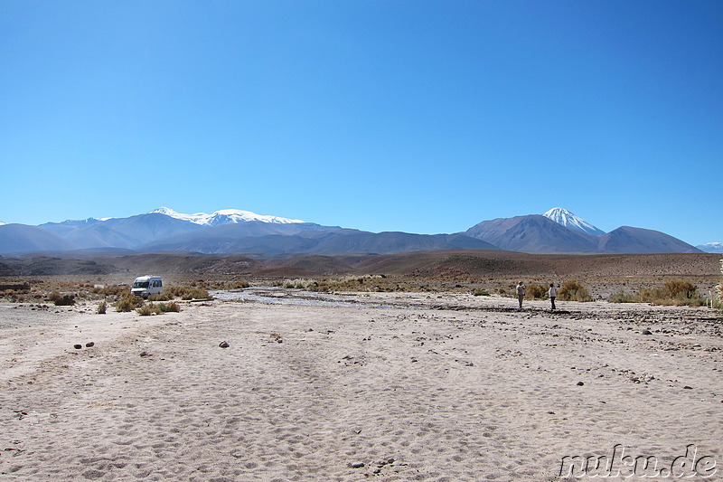 Cactus Valley in der Atacamawüste, Chile