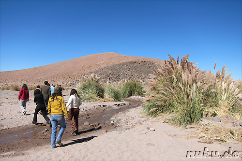 Cactus Valley in der Atacamawueste, Chile