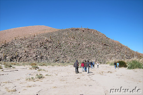Cactus Valley in der Atacamawueste, Chile