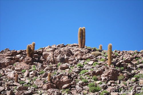 Cactus Valley in der Atacamawueste, Chile