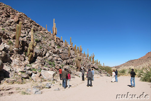 Cactus Valley in der Atacamawueste, Chile