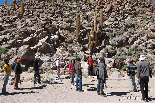 Cactus Valley in der Atacamawueste, Chile