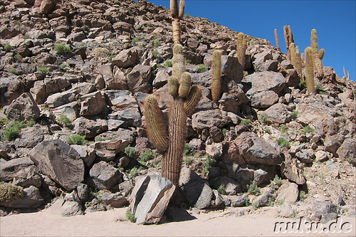 Cactus Valley in der Atacamawueste, Chile