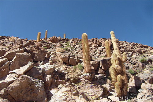 Cactus Valley in der Atacamawueste, Chile