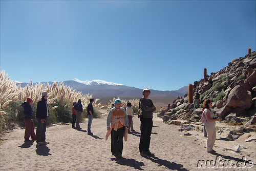 Cactus Valley in der Atacamawueste, Chile