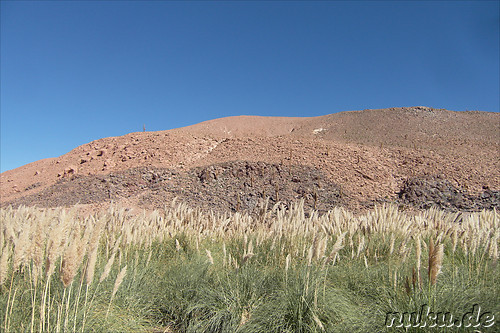 Cactus Valley in der Atacamawueste, Chile