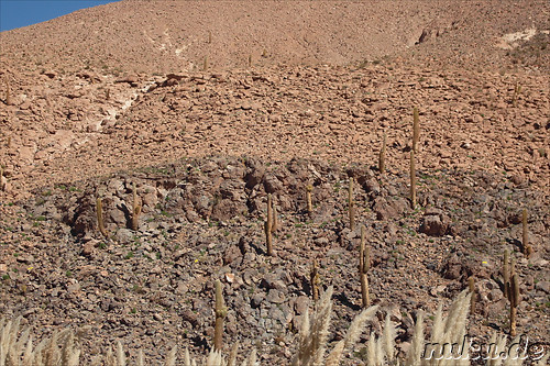 Cactus Valley in der Atacamawueste, Chile