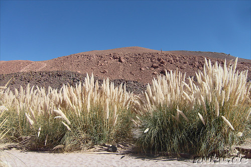 Cactus Valley in der Atacamawueste, Chile