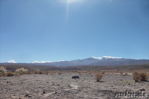 Cactus Valley in der Atacamawueste, Chile