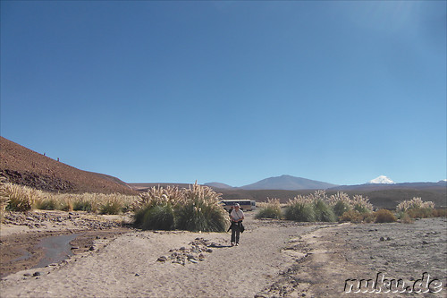 Cactus Valley in der Atacamawueste, Chile