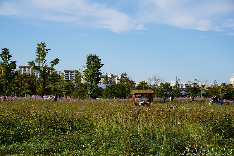 Cosmeablüte im Sangdong Lake Park in Bupyeong, Incheon, Korea
