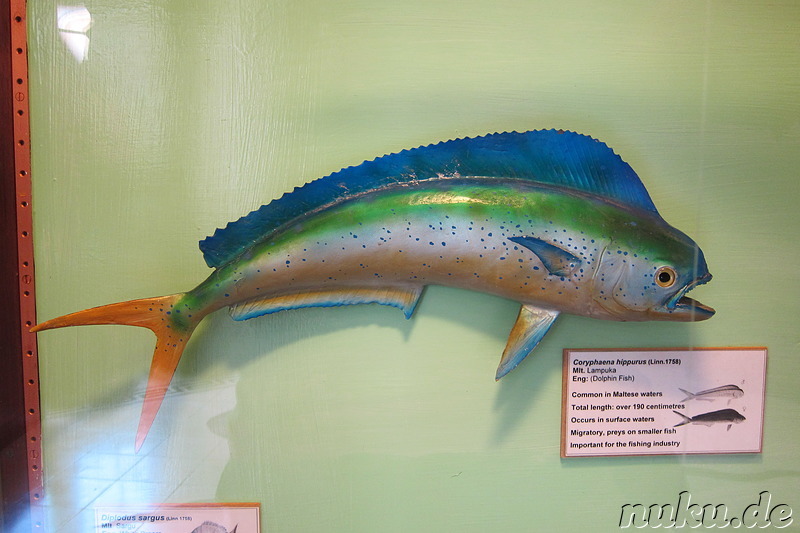 Der Delphinfisch im National Museum of Natural History in Mdina, Malta