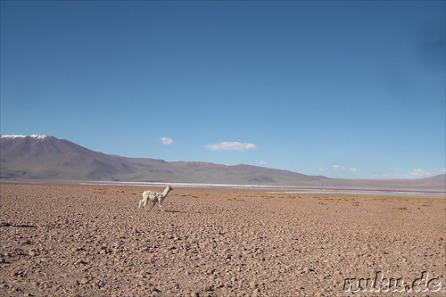 Die erste Nacht in der Wueste, Uyuni, Bolivien