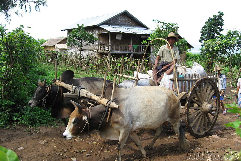 Dorfbewohner mit Ochsenkarren