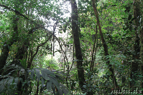 Dschungel  in den Cameron Highlands, Malaysia