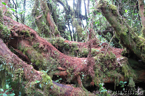 Dschungel  in den Cameron Highlands, Malaysia