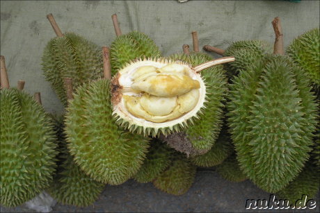 Durian - Stinkfrucht bzw. Kaesefrucht