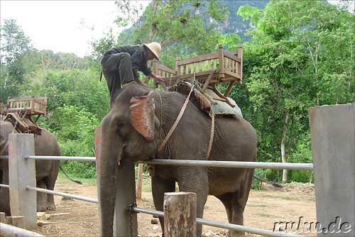 Elefant