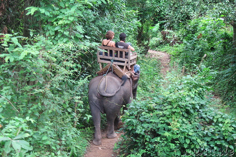 Elefantenritt durch den Dschungel in Laos