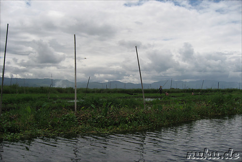 Floating Gardens auf dem Inle Lake, Myanmar