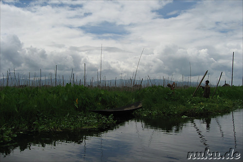 Floating Gardens auf dem Inle Lake, Myanmar