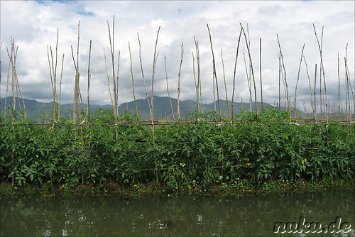 Floating Gardens auf dem Inle Lake, Myanmar