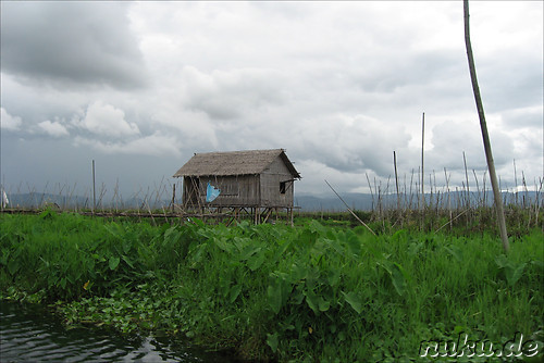 Floating Gardens auf dem Inle Lake, Myanmar