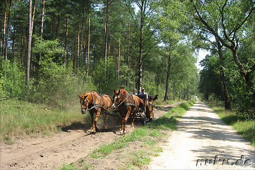 In der L&uuml;neburger Heide (D&ouml;hle, Wilsede)