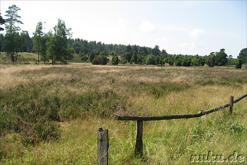 In der L&uuml;neburger Heide (D&ouml;hle, Wilsede)