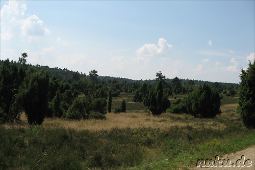 In der L&uuml;neburger Heide (D&ouml;hle, Wilsede)