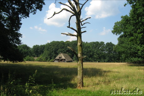 In der Lüneburger Heide (Döhle, Wilsede) In der Lüneburger Heide (Döhle, Wilsede)