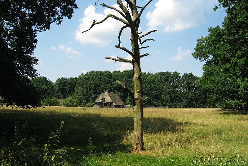 In der Lüneburger Heide (Döhle, Wilsede)