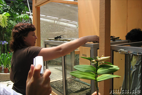 Insekten- und Schmetterlingspark in den Cameron Highlands, Malaysia