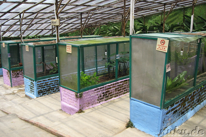 Insekten- und Schmetterlingspark in den Cameron Highlands, Malaysia