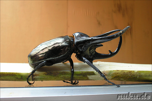 Insekten- und Schmetterlingspark in den Cameron Highlands, Malaysia
