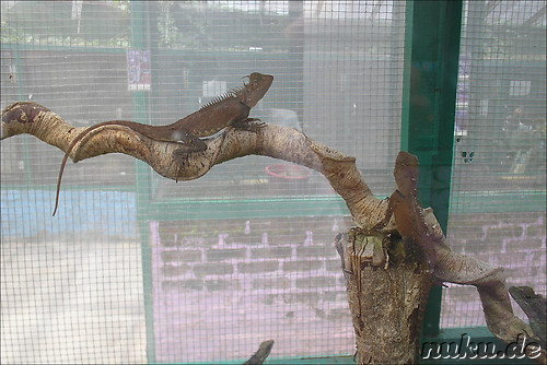 Insekten- und Schmetterlingspark in den Cameron Highlands, Malaysia