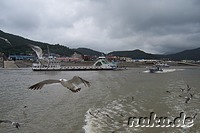 Koreaner fuettern Moeven mit Krabbenchips