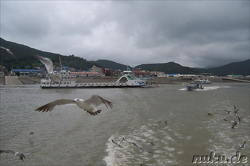 Koreaner fuettern Moeven mit Krabbenchips