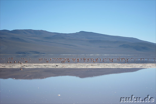 Laguna Colorada, Bolivien