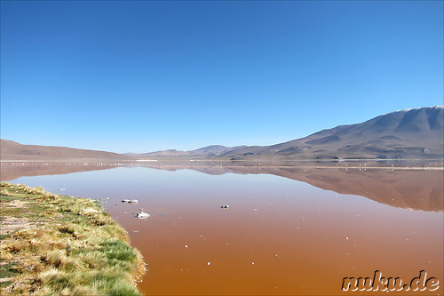 Laguna Colorada, Bolivien