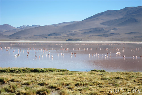 Laguna Colorada, Bolivien