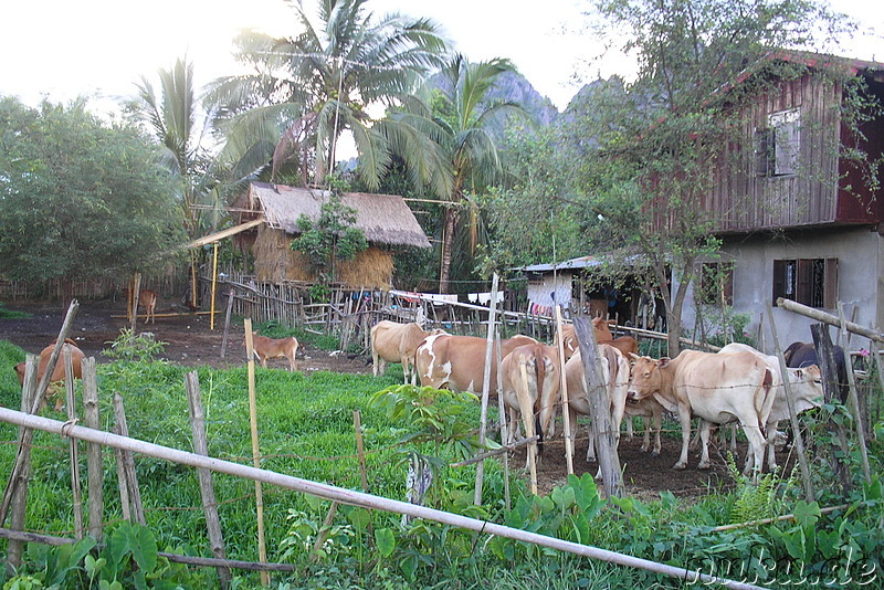 Landwirtschaft in Laos